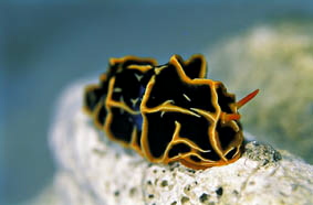  Reticulidia halgerda (Sea Slug)